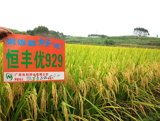 恒丰优929